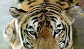 Corbett has GOT TO put its focus back on tigers