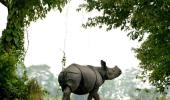 Assam: ULFA wants to protect Kaziranga rhinos with people