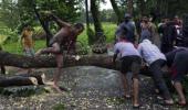 Odisha lost 26 lakh trees after cyclone Phailin!