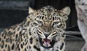 Leopard on the prowl spreads fear in Thane