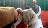 Fodder for scam: Lalu and his cows