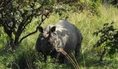 Poachers have hunted down 193 rhinos since 2001 in Assam