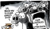 Uttam's Take: The AAM buffaloes of Uttar Pradesh