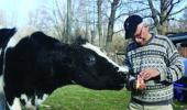 The prof who runs a cow sanctuary in the US