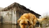 Photos: Animals caught in the fury of floods