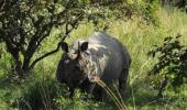 Assam govt seeks public opinion on rhino dehorning