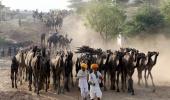 PICS: World's LARGEST camel fair starts in Pushkar