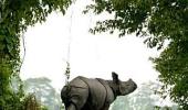 Coming soon: Rhino Protection Force in Assam