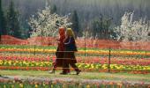 Sight to behold: A million tulips are in full bloom in Srinagar