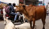 Dalits thrashed for skinning dead cow near crematorium in Gujarat