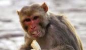 No kidding! This monkey is all set to become a millionaire