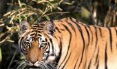 Scientists quarrel over India's tiger numbers