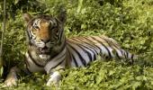 Tiger numbers roaring in India, up from 1,400 to 2,226