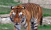 Why India should be worried even though tiger numbers are up