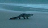 OMG! Man spots crocodile on Goa beach