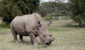 This is the world's last white rhino