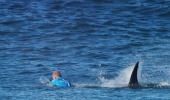 Jaw-dropping moment surfer survives shark attack