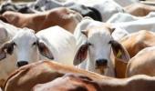 3 booked for cow slaughter in Mumbai