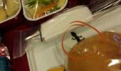 Lizard in flyer's meal? Air India says 'mischievous propaganda'