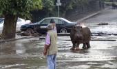 Real life Jumanji! When a hippo roamed the streets of Georgia's capital