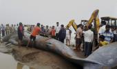 Stranded on Alibaug beach for over 10 hours, 42-ft long blue whale dies