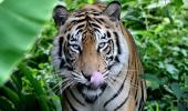 Tigers as pets: MP minister's bizarre idea for conservation