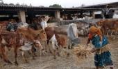 Bombay HC refuses to grant relief to beef dealers over ban