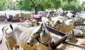 Madras HC stays ban on sale of cattle for slaughter