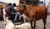 Stringent cow protection law passed in Haryana