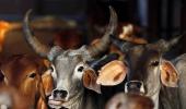 The truth about cow slaughter in India