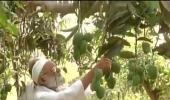 Aam aadmi Modi! Meet the farmer who named mango after PM