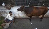 How cow slaughter ban is hurting Indian economy