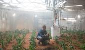 Growing crops in space, reaping the benefits on Earth