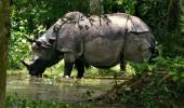 No home for rare rhinos: Floods in Assam spell doom