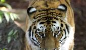 Tiger numbers roar back for first time in 100 years