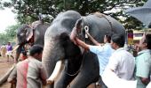 Why we shouldn't ban elephants in Kerala temples