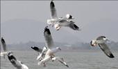 Migratory birds stay put in Chilika despite heat