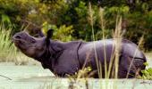 Hours after Royal visit, another rhino killed at Kaziranga