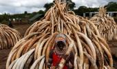 Why Kenya is burning 100 tonnes of ivory