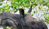 Assam flood: Over 200 animals drown at Kaziranga