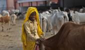 'Real cow protectors don't terrorise people: Modi slams gau rakshaks