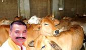 Cow vigilante head in Punjab is booked, says Modi doing vote bank politics