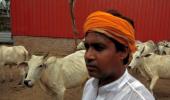 MAPPED: The tyranny of 'gau rakshaks' in India