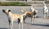 Compassion ok, but stray dogs can't be allowed to be menace: SC