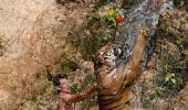 PHOTOS: Inside Thailand's tiger temple