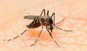 Zika virus: Centre issues guidelines; warns against travel to affected areas