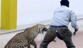 Spotted: Leopard strays into Bengaluru school on Sunday