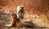 Are Adivasis being driven out to save the tiger?