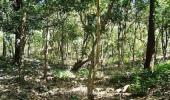 How two ministers made tribals lose control over forests