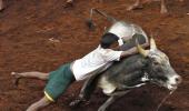 NO Jallikattu in Tamil Nadu this year, says SC